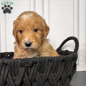 Tank, Mini Goldendoodle Puppy